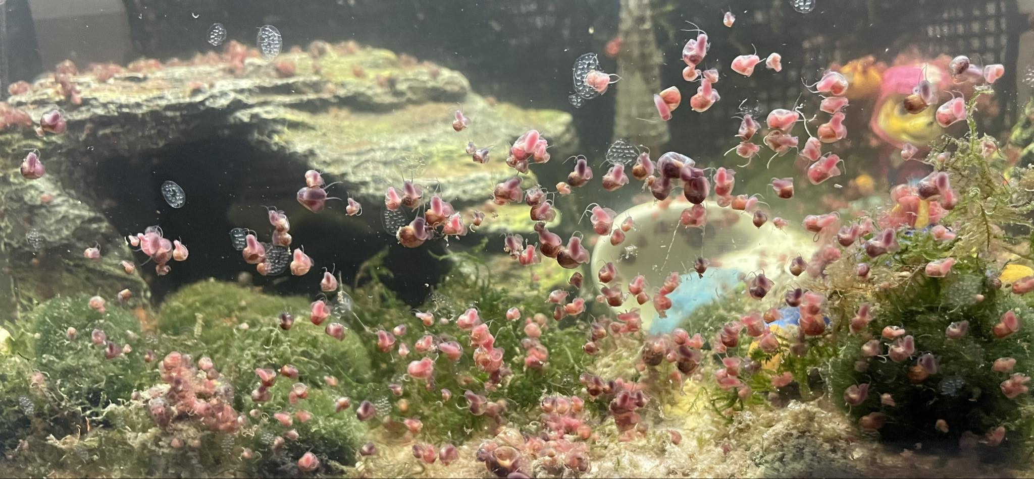 White Worm Starter Culture