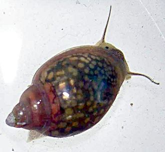 1x Bladder Snail