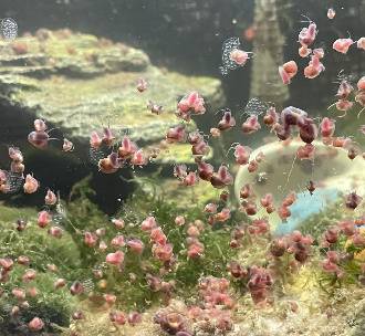 20x Ramshorn Snails